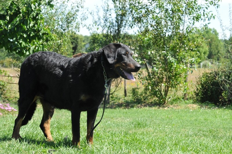 Gazelle du berceau de bfamily