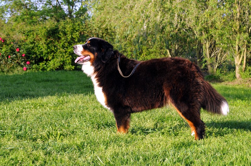 Publication : du berceau de bfamily Auteur : J.Avelin