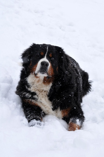 Dream du Haras de la Vergne