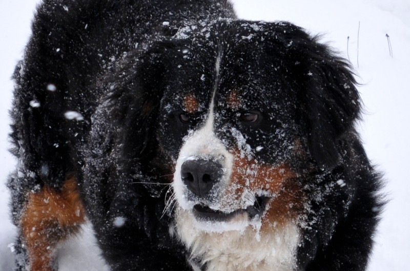Dream du Haras de la Vergne