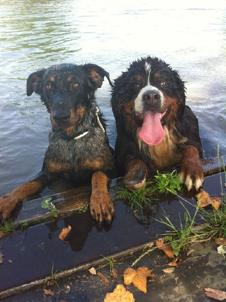 Dream du Haras de la Vergne