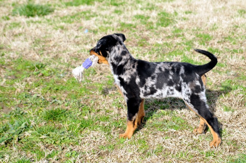 CH. Fame du berceau de bfamily