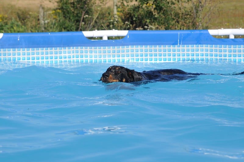 CH. Fame du berceau de bfamily