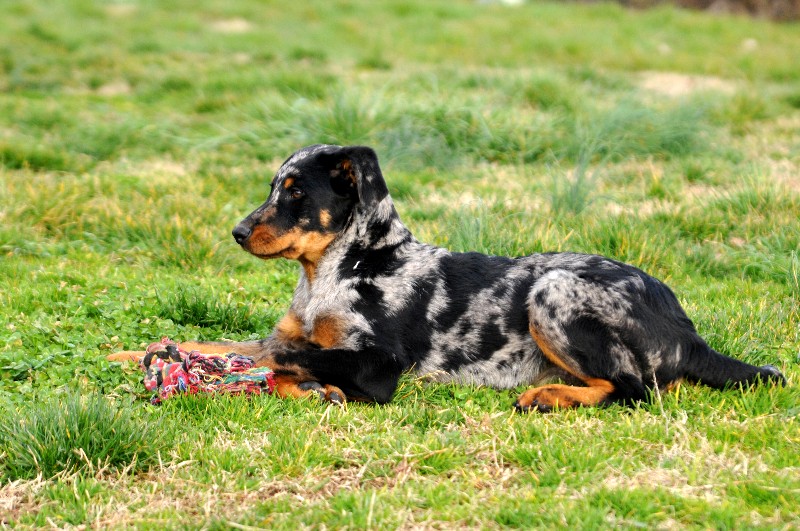 CH. Fame du berceau de bfamily