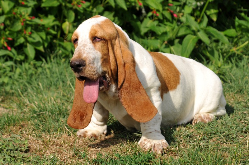 Publication : du berceau de bfamily Auteur : j.avelin