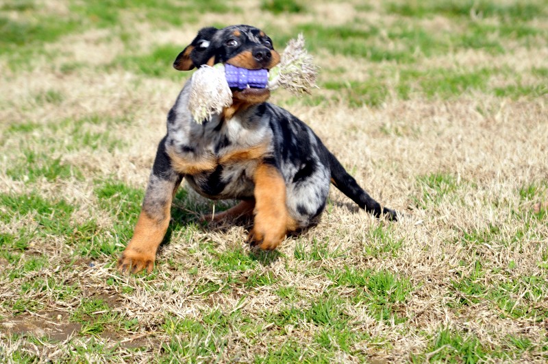 CH. Fame du berceau de bfamily