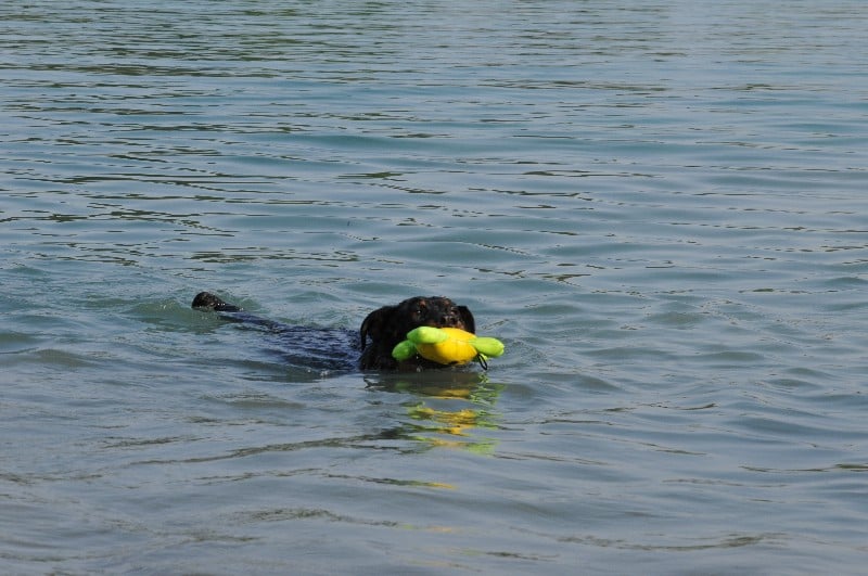 Publication : du berceau de bfamily Auteur : j.Avelin