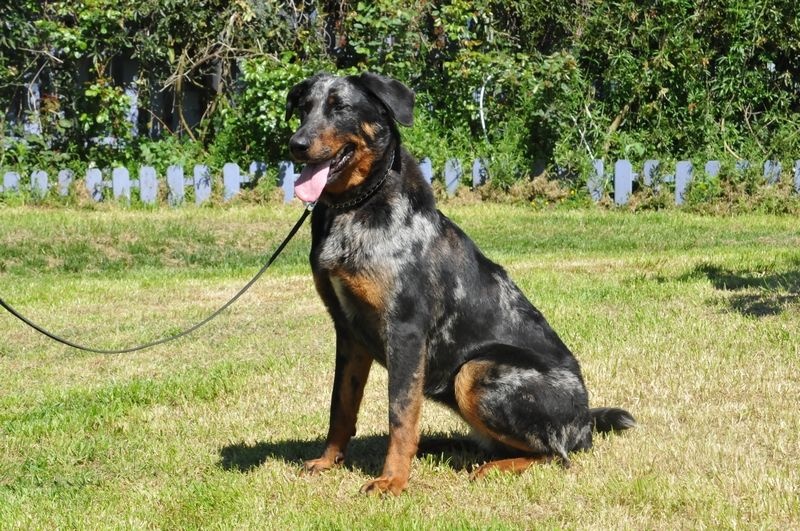 Publication : du berceau de bfamily Auteur : j.Avelin