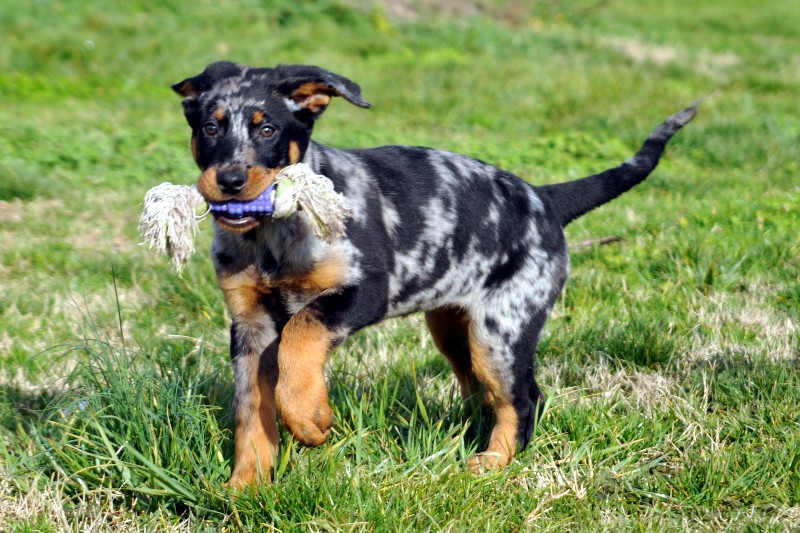 CH. Fame du berceau de bfamily