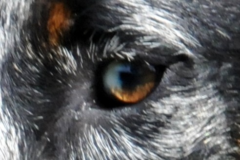 Publication : du berceau de bfamily Auteur : j.Avelin