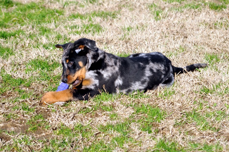 CH. Fame du berceau de bfamily