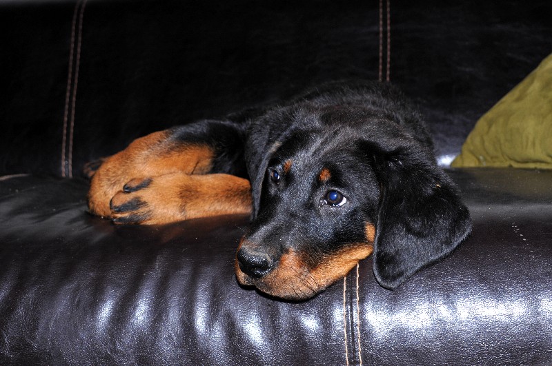 Gazelle du berceau de bfamily