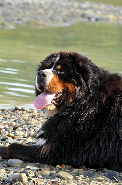 Dream du Haras de la Vergne