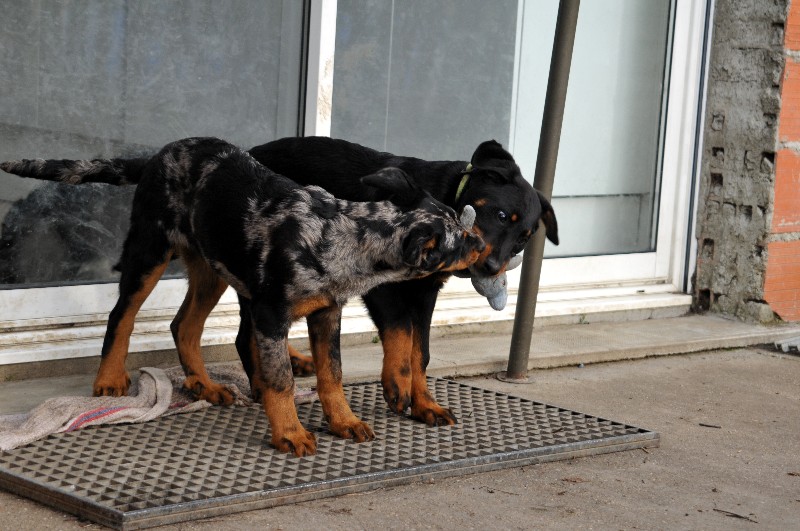 CH. Fame du berceau de bfamily