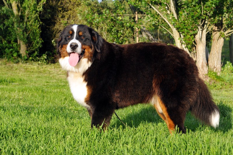 Publication : du berceau de bfamily Auteur : J.Avelin