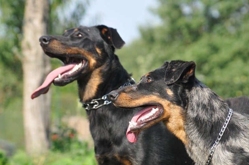 Publication : du berceau de bfamily Auteur : j.Avelin