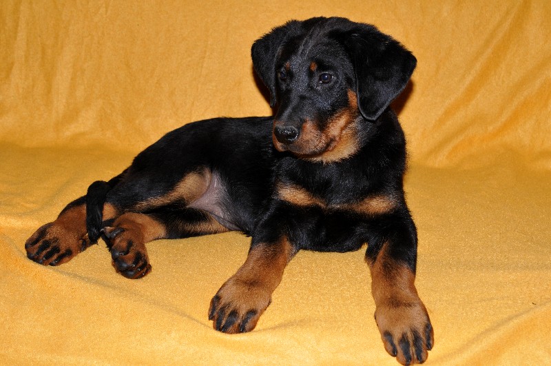 Gazelle du berceau de bfamily