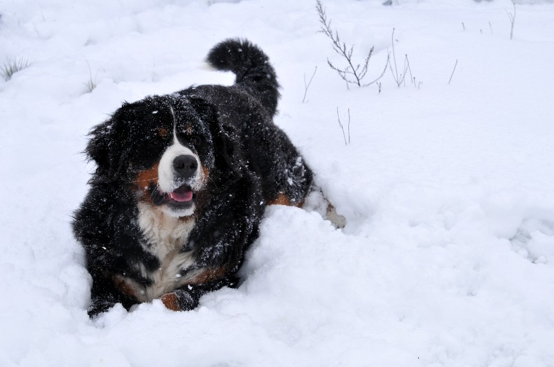 Dream du Haras de la Vergne