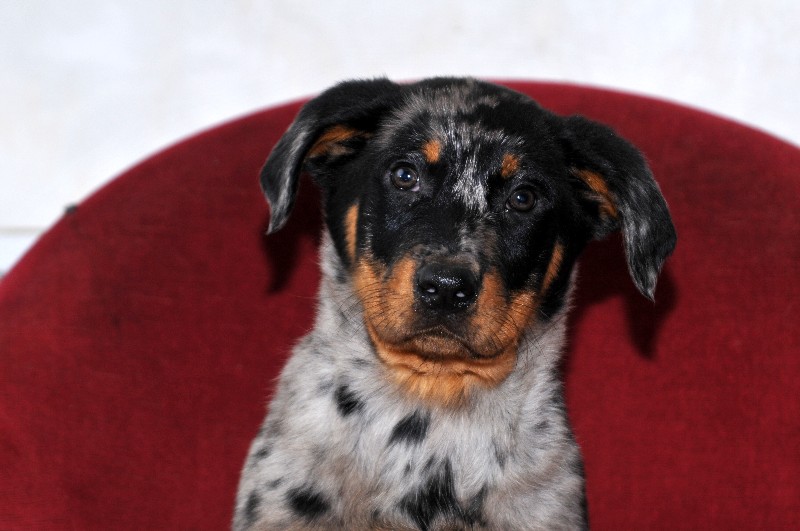 CH. Fame du berceau de bfamily