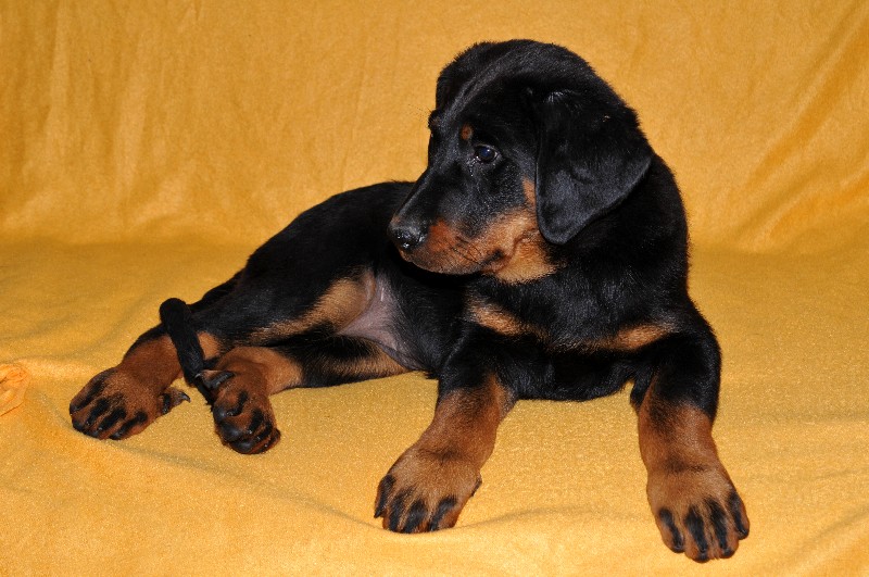 Gazelle du berceau de bfamily