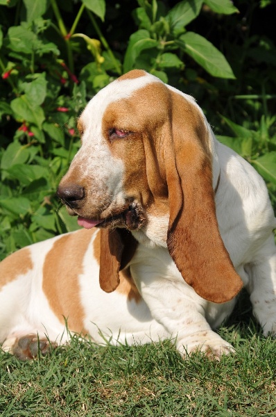 Publication : du berceau de bfamily Auteur : j.avelin