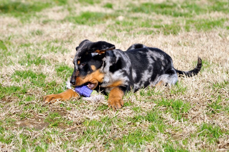 CH. Fame du berceau de bfamily