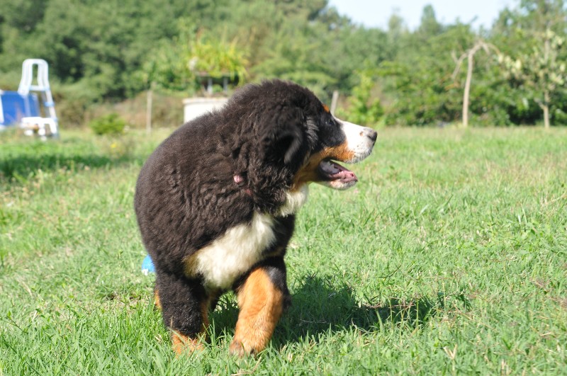 Gariguette ramène sa fraise du berceau de bfamily