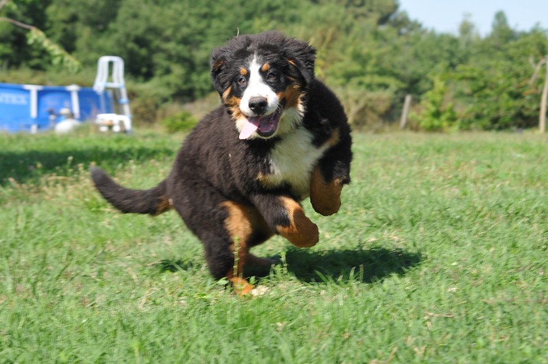 Gariguette ramène sa fraise du berceau de bfamily