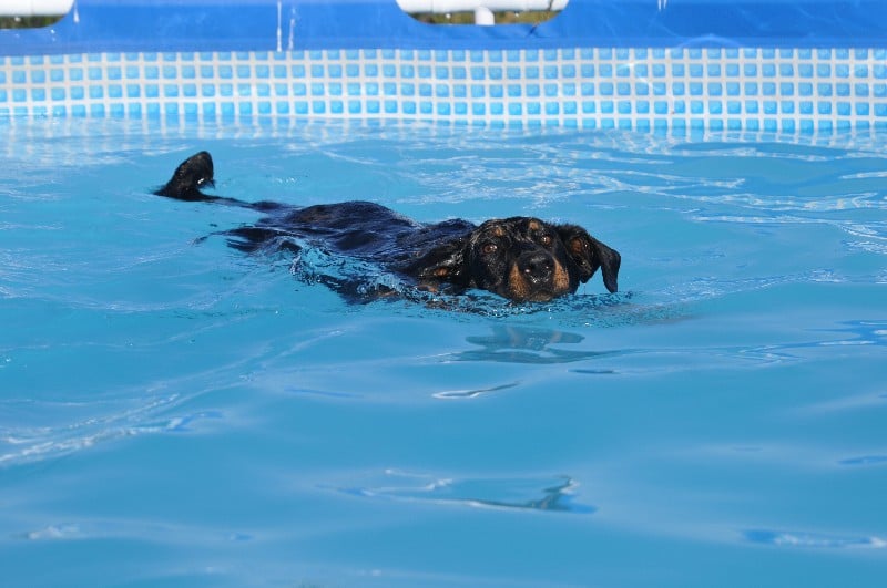 CH. Fame du berceau de bfamily