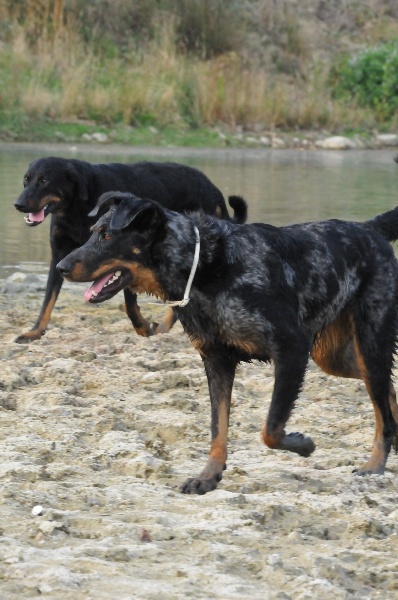 Publication : du berceau de bfamily Auteur : j.Avelin