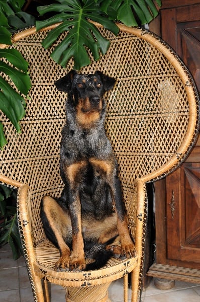 Publication : du berceau de bfamily Auteur : j.Avelin