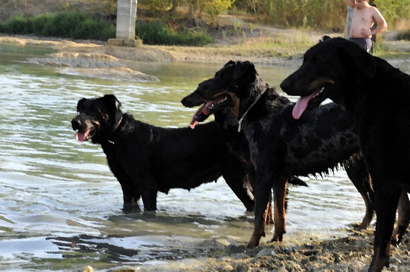 Publication : du berceau de bfamily Auteur : j.Avelin