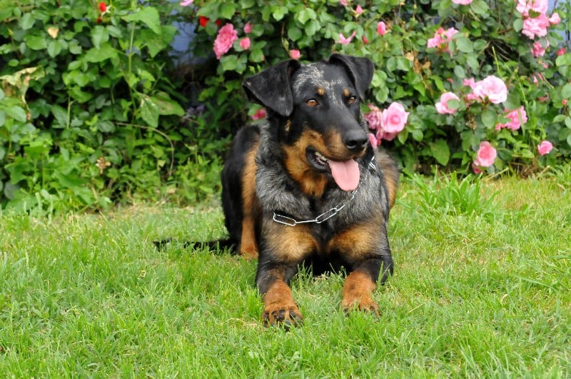 Publication : du berceau de bfamily Auteur : j.Avelin