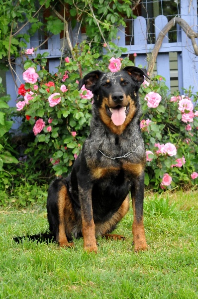 Publication : du berceau de bfamily Auteur : j.Avelin