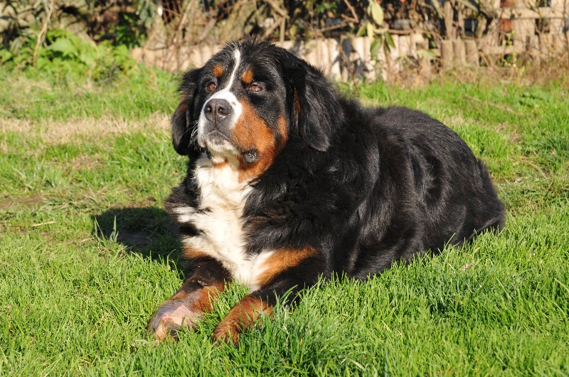 Dream du Haras de la Vergne