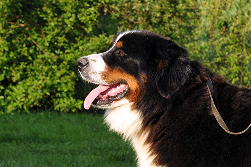 Publication : du berceau de bfamily Auteur : J.Avelin