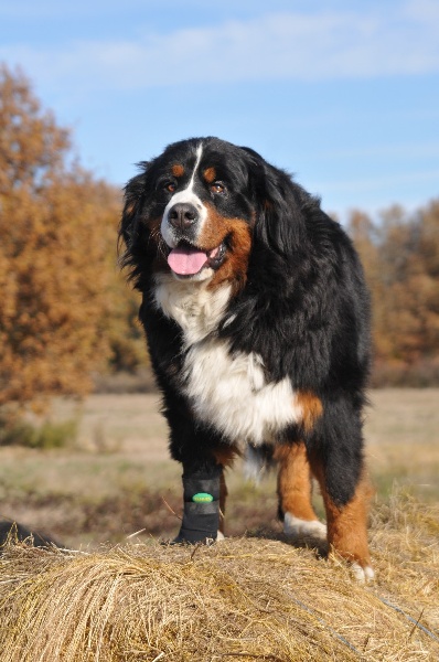 Dream du Haras de la Vergne