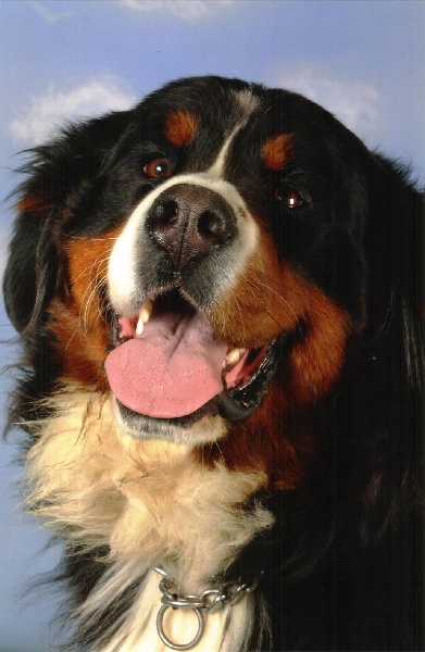 Dream du Haras de la Vergne