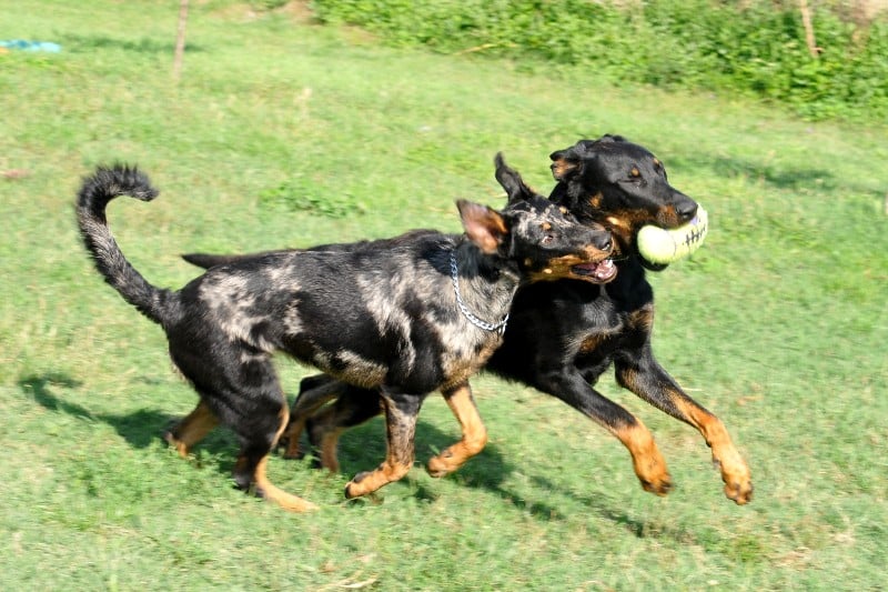 Publication : du berceau de bfamily Auteur : j.Avelin