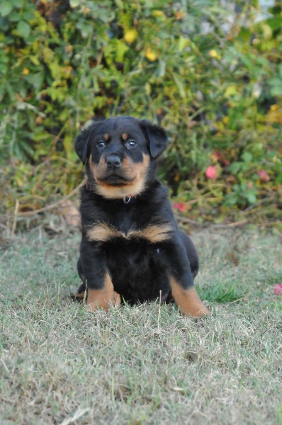 Gazelle du berceau de bfamily