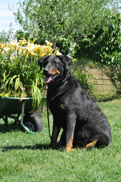 Gazelle du berceau de bfamily