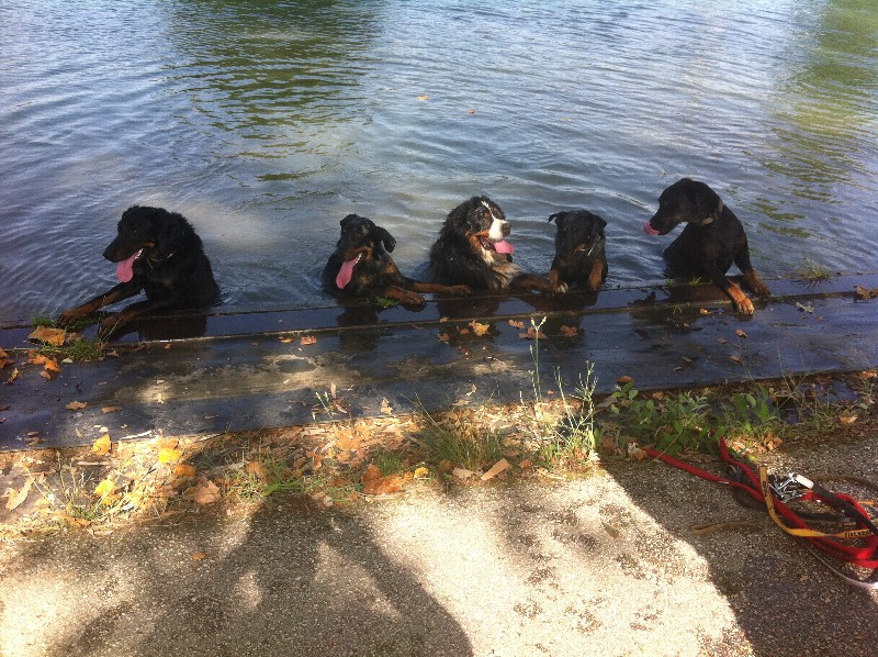 Publication : du berceau de bfamily Auteur : j.Avelin