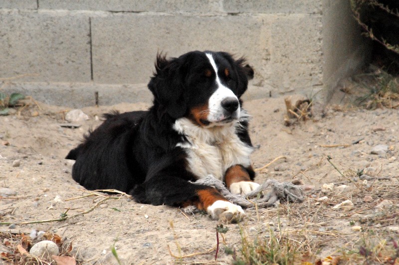 Publication : du berceau de bfamily Auteur : J.Avelin