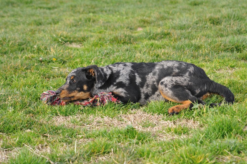 CH. Fame du berceau de bfamily