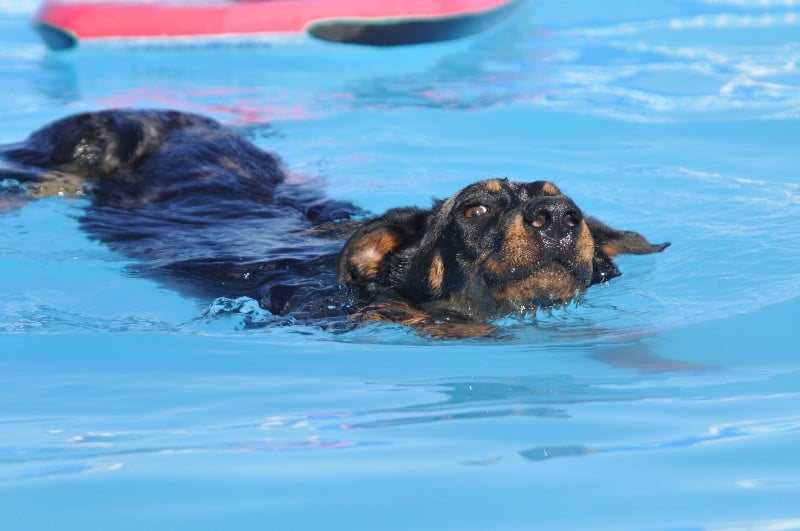 CH. Fame du berceau de bfamily