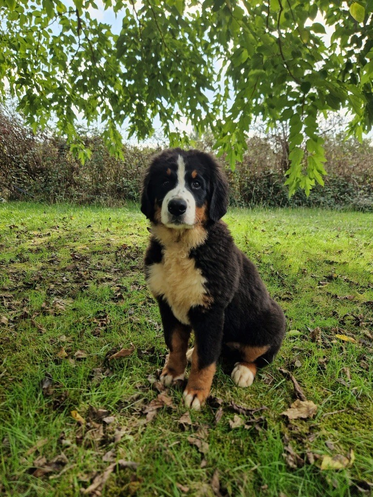 Aline collier violet