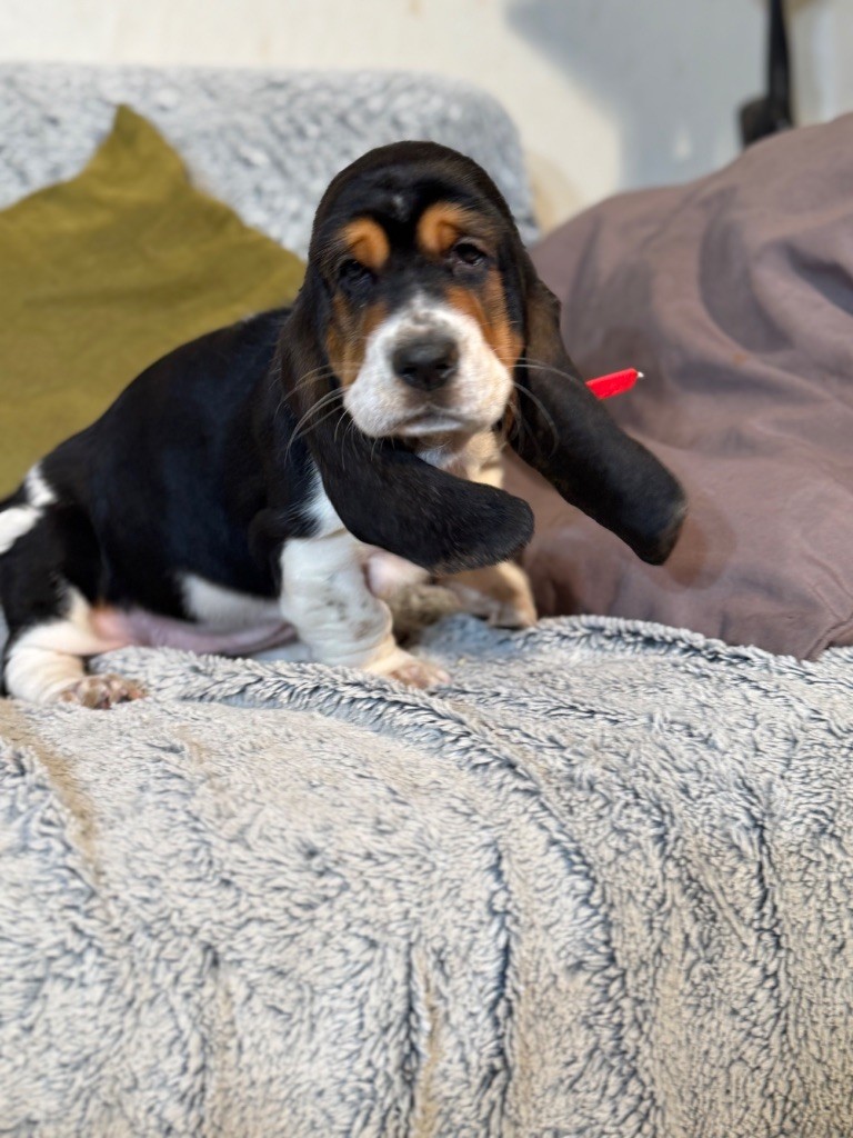 Victorine collier rose tricolore