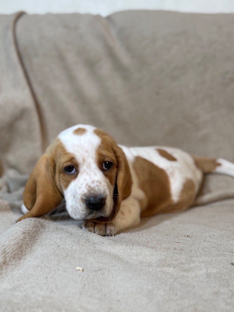 Valèra collier vert bicolore