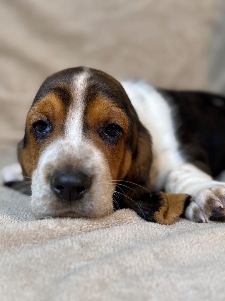 Vigor collier jaune tricolore