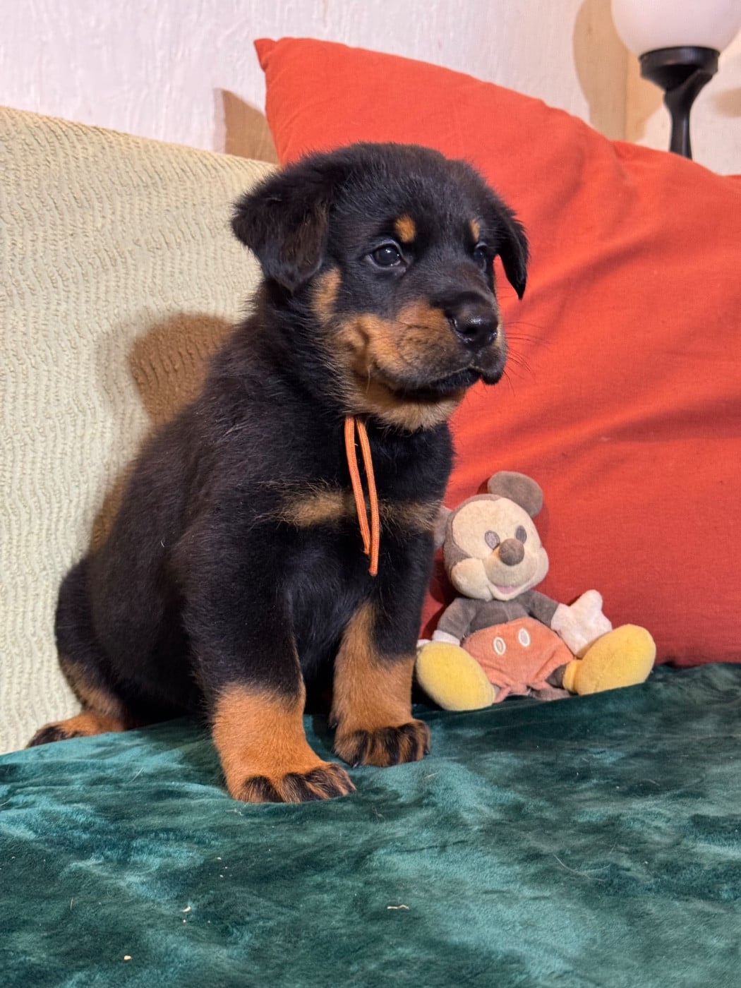 Alto collier orange, noir et feu